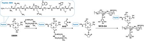 Scheme 1 Conjugation of DBBN onto WCS-GA.