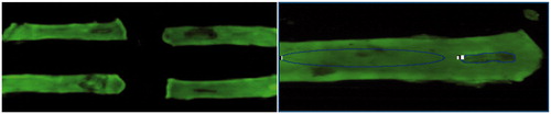 Figure 2. Fluorescence imaging and analysis.