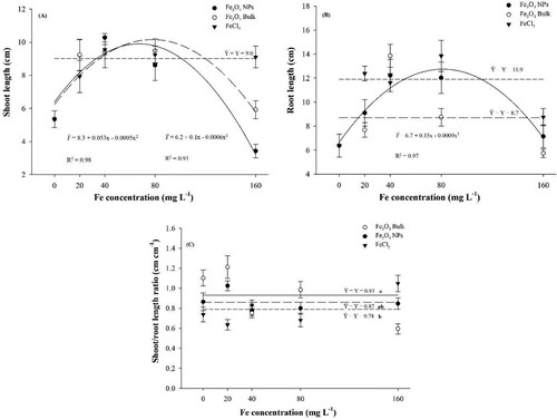 Figure 4. Corn biomass length production after Fe concentrations seed priming and sources. Note A: Shoot dry length. Note B: Root length. Note C: shoot/root length ratio.