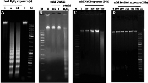Fig. 4. Effect of H2O2, NaCl and sorbitol on degradation of total genomic DNA of Chlamydomonas reinhardtii. (A) Time-dependent effect on DNA laddering after exposure to 10 mM H2O2. (B) Effect of ZnSO4 on DNA laddering: C. reinhardtii cells were pre-treated for 7 h at two different concentrations of ZnSO4 and then exposed to 10 mM H2O2 for 6 h. The genomic DNA from such cells was electrophoresed for checking the inhibition of the DNA ladder. (C) Dose-dependent effect of NaCl after exposing cells for 24 h. Note maximum shearing of genomic DNA at 800 mM NaCl. (D) Dose-dependent effect of sorbitol after exposing cells for 24 h.