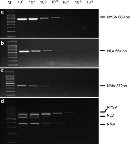 Fig. 2 The sensitivities of uniplex and multiplex RT-PCR assays for Narcissus yellow stripe virus (NYSV), Narcissus latent virus (NLV) and Narcissus mosaic virus (NMV). The PCR assays were conducted using serial dilution of the mixed total RNA, which were converted into cDNA to serve as the templates. M, 100 bp DNA marker (Tiangen, Beijing, China); a, uniplex RT-PCR amplification of NYSV; b, uniplex RT-PCR amplification of NLV; c, uniplex RT-PCR amplification of NMV; d, multiplex RT-PCR amplification of NYSV, NLV and NMV.