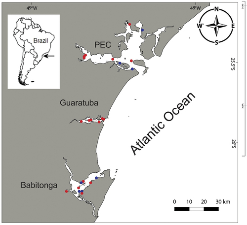 Figure 1. Map of the study area. Red dots mark the areas in which Alitta yarae sp. nov. occurred; blue dots mark the areas where A. succinea was collected. PEC = Paranaguá Estuarine Complex.
