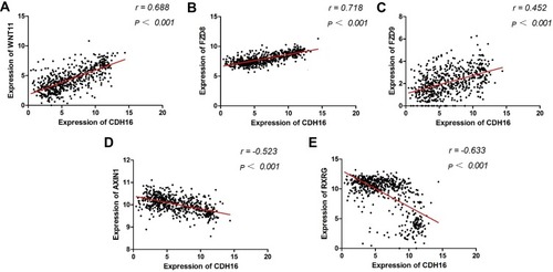 Figure 6 Correlations between the hub genes and the expression of CDH16 in PTC.Notes: (A) Correlation between expression of WNT11 and expression of CDH16 in PTC. r= 0.688, P < 0.001. (B) Correlation between expression of FZD8 and expression of CDH16 in PTC. r= 0.718, P < 0.001. (C) Correlation between expression of FZD9 and expression of CDH16 in PTC. r= 0.452, P < 0.001. (D) Correlation between expression of AXIN1 and expression of CDH16 in PTC. r= −0.523, P < 0.001. (E) Correlation between expression of RXRG and expression of CDH16 in PTC. r= −0.633, P < 0.001.