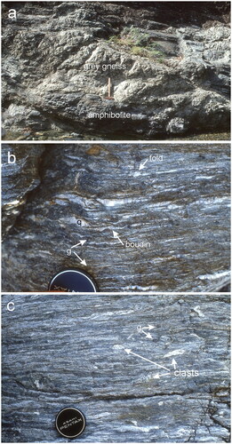 Figure 16. Typical rocks within the Western Sector. (a) Grey felsic gneiss overlying amphibolite; (b) transposed quartz veins in higher strain gneiss; and (c) relict volcaniclastic texture in garnet-bearing gneiss. Legend: q, transposed quartz vein; g, garnet porphyroblast; clasts, felsic igneous rocks clasts preserved with deformed gneissic texture.
