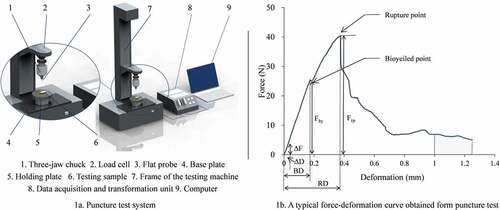 Figure 1. Puncture test system and a typical force-deformation curve obtained from the puncture test