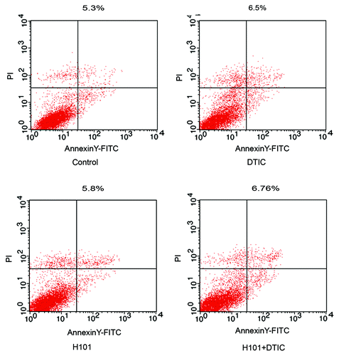 Figure 3. Detection of apoptosis in SP6.5 cells. Apoptosis was measured by flow cytometry analysis 24 h after treatment with DTIC, H101, and DTIC + H101. The percentage numbers belongs to the two quadrants to the right. Results are representative of three independent experiments.