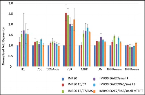 Figure 6. Northern blot analyses of the expression of RNA polymerase III-transcribed RNAs. Normalized fold expression relative to IMR90 cells and 5.8S RNA expression is indicated on the Y-axis of the graph.