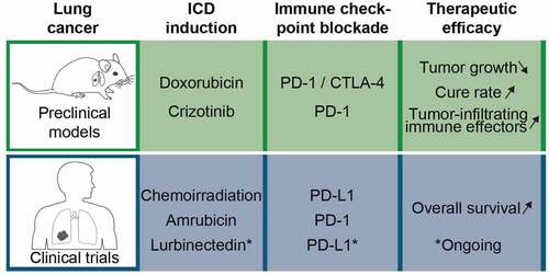 Figure 1. Pre-clinical and clinical evidence for the efficacy of immunogenic chemotherapy plus immune checkpoint blockade in lung cancer. In mouse studies, the induction of immunogenic cell death (ICD) by crizotinib or doxorubicin sensitizes established orthotopic lung cancers to subsequent immunotherapy with immune checkpoint blockade. Consistently, non-small cell lung cancer patients responded to the combination of ICD-inducing chemoradiotherapy or amrubicin with immune checkpoint blockade by an improved overall survival. An ongoing trial evaluates the combination of lurbinectedin with PD-L1 targeting immunotherapy against small cell lung cancers