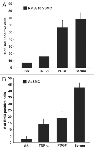 Figure 1 TNFα stimulates proliferation in vascular smooth muscle cells. (A) Rat A10 VSMCs were serum starved and subsequently stimulated with serum, TNFα or PDGF for 18 h, and BrdU incorporation was measured. (B) A similar assay was done using human AoSMCs.