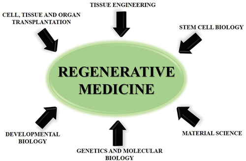 Figure 7. Fields currently contributing to regenerative medicines.