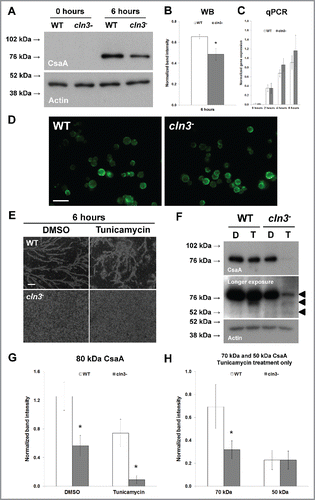 Figure 8. (see previous page) Effect of Cln3-deficiency on the expression and localization of CsaA during Dictyostelium starvation. (A) Whole cell lysates (5 µg) from growth-phase cells and cells starved for 6 hours in KK2 buffer were separated by SDS-PAGE and analyzed by western blotting with anti-CsaA and anti-β-actin (loading control). Molecular weight markers (in kDa) are shown to the left of each blot. (B) CsaA protein bands were quantified and plotted. Western blot (WB) data presented as the mean normalized band intensity ± SEM (n = 4). (C) Effect of Cln3-deficiency on the expression of csaA. qPCR data presented as the mean normalized gene expression ± SEM (n = 4). (D) Effect of Cln3-deficiency on the localization of CsaA in cells starved for 6 hours. Cells were incubated with anti-CsaA followed by secondary antibodies linked to Alexa Fluor 488 (green). Images are representative of 3 independent experiments. Scale bar = 25 µm. (E) Effect of tunicamycin on WT and cln3− cells during starvation. Cells were imaged after 6 hours of starvation. Scale bar = 200 µm. (F) Whole cell lysates (5 µg) from cells starved for 6 hours in KK2 buffer ± tunicamycin were separated by SDS-PAGE and analyzed by western blotting with anti-CsaA and anti-β-actin (loading control). Immunoblots that were exposed for a longer period of time are included to show the immature forms of CsaA (indicated by arrows to the right of the blot). Molecular weight markers (in kDa) are shown to the left of each blot. DMSO (D, control), Tunicamycin (T, 0.4 µg/ml). (G) The amount of fully glycosylated CsaA in each sample was quantified and plotted. Data presented as the mean normalized band intensity ± SEM (n = 3). (H) The amount of immature CsaA (70 kDa and 50 kDa) present in samples treated with tunicamycin was quantified and plotted. Data presented as the mean normalized band intensity ± SEM (n = 3). *p-value < 0.05 (2-sample t-test).