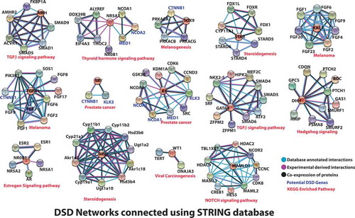 Figure 2. All the established DSD proteins were searched in STRING database (Szklarczyk et al. Citation2015) for interactions of three kinds (co-expressed proteins, experimentally derived interactions, and well-annotated physical interactions from other databases) with high confidence. These were laid out as a network where edges are types of interactions and central nodes are the ones connected to established DSD proteins. The potential KEGG (Kanehisa et al. Citation2017) pathway predicted for each network is labeled below each network.