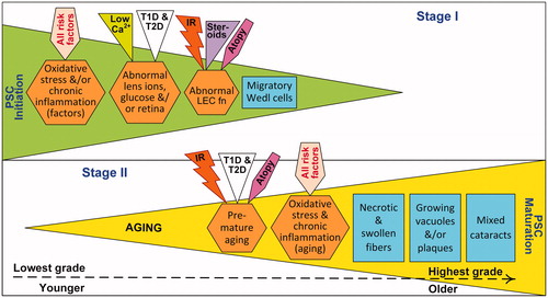 Figure 6. Proposed two stage mechanism of PSC development. In Stage I (i.e., initiation stage), risk factors promote ocular oxidative stress, inflammation, ion-pump disruption and epithelial cell defects; these effects can directly or indirectly compromise LEC function (fn). This initiation stage results in LEC proliferation, migration and aberrant fiber differentiation with the aggregation of characteristic dysplastic bladder-like fibers, or Wedl cells, at the posterior pole. Although specific risk factors have multiple effects, they are only shown once to simplify the illustration. In Stage II (i.e., maturation stage), processes associated with aging cause oxidative stress and inflammation, resulting in vacuoles and/or plaques accumulating in the posterior subcapsular region. All specific PSC risk factors shown promote both stages of development, however only atopy, type 1 or type 2 diabetes (T1D, T2D) and high dose ionizing radiation (IR) induce premature systemic aging.