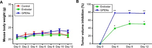 Figure 6 Mouse body weight and tumor volume changes over 12 days.Notes: The average mouse body weight (A) and tumor volume inhibition (B) in mice treated with control, free Endostar, and GPENs. Data are presented as the mean ± standard error of the mean (*P<0.05; **P<0.01).Abbreviation: GPENs, GX1-conjugated poly(lactic acid) nanoparticles encapsulating Endostar.