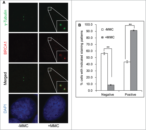 Figure 2. Mitomycin C stimulates BRCA1 centrosome localization in G2 cells. U2-OS cells were either left untreated (-MMC) or treated with 0.5 μM MMC overnight (+MMC). Cells were then fixed in methanol and stained with antibodies against γ-Tubulin (green) and BRCA1 (red). Nuclei were stained with DAPI (blue). Representative images of G2 cells are shown in (A). More than 100 cells with the G2 centrosome staining pattern (2 further separated centrosomes) were counted and quantified (B). All error bars are standard deviation obtained from 4 different experiments. Standard 2-sided t test: **P < 0.01.