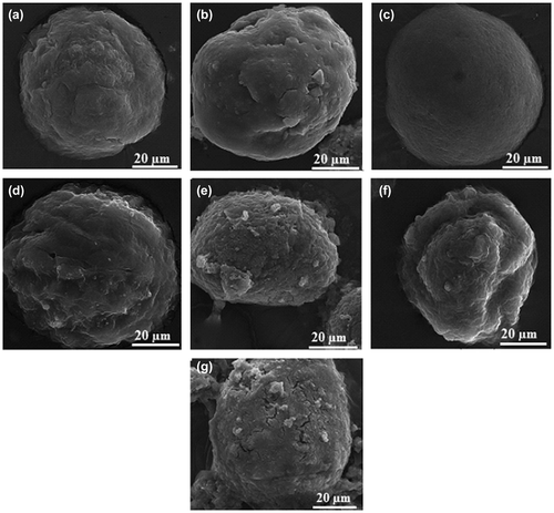 Figure 3. SEM images of catalysts (a) C-M, (b) C-F5, (c) C-F10, (d) C-F15, (e) C-F5-Si, (f) C-F10-Si, and (g) C-F15-Si.