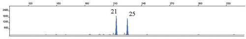 Figure 2. GeneScan profile of the most frequent CAI genotype (21–25). Electropherogram of PCR products obtained from a strain isolated from participant S019, showing allele 21 (213 base pairs) and allele 25 (225 base pairs).
