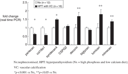 Figure 2.  RNA extracted from the thoracic aortae of HPT rats with vascular calcification (HPT with VC; n = 12) and Nx rats without calcification (Nx; n = 16) was used for real-time PCR. Reduced expression of perlecan was seen in HPT rats with VC, confirming the microarray analysis findings. Furthermore, expression of collagen 18, one of the HSPGs and a vascular wall basement membrane component, was also decreased. Expression of syndecan 4, an HSPG but not a basement membrane component, tended to increase. For the CSPG/DSPGs, no significant changes were seen in CSPG2 and biglycan, whereas expression of decorin increased significantly. Expression of lumican and mimecan, both KSPGs, also increased significantly. Data were normalized to rat glyceraldehyde-3-phophate dehydrogenase (GAPDH) as an endogenous control. Gene expression data are presented as percent of control. Abbreviations: Nx = nephrectomized, HPT = hyperparathyroidism (Nx + high-phosphorus, low-calcium diet), VC = vascular calcification. *p < 0.001 vs. Nx, **p < 0.05 vs. Nx.