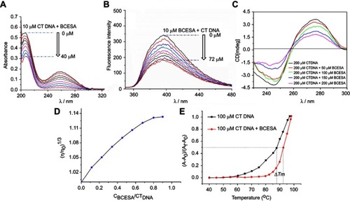 Figure 6 Intercalation of BCESA towards CT DNA. (A) BCESA changes the UV spectrum of CT DNA; (B) BCESA changes the fluorescence spectrum of CT DNA; (C) BCESA changes the CD spectrum of CT DNA; (D) BCESA changes the viscosity of CT DNA; (E) BCESA changes the Tm of CT DNA.Abbreviations: BCESA, N-[(3-Benzyloxycarbonyl-β-carboline-1-yl)ethyl]-Ser-Ala-OBzl; CT DNA, calf thymus DNA; UV, ultraviolet; CD, circular dichroism.