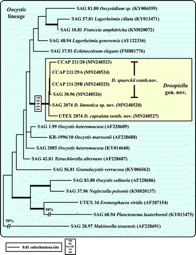 Fig. 3 Molecular phylogeny of the Oocystis lineage (Trebouxiophyceae) based on SSU rDNA sequence comparisons. The phylogenetic tree shown was inferred using the Maximum likelihood method based on the data sets (1778 aligned positions of 23 taxa) using PAUP 4.0b10. For the analyses, the best model was calculated by Modeltest 3.7. The setting of the best model was given as follows: TrN + I + G (base frequencies: A 0.2498, C 0.2263, G 0.2752, T 0.2487; rate matrix A-C 1.0000, A-G 1.5365, A-U 1.0000, C-G 1.0000, C-U 4.1953, G-U 1.0000) with the proportion of invariable sites (I = 0.5925) and gamma shape parameter (G = 0.6827). The branches in bold are highly supported in all analyses (Bayesian values > 0.95 calculated with MrBayes; bootstrap values > 70% calculated with PAUP using Maximum likelihood, Neighbour-joining, Maximum parsimony and RAxML using Maximum likelihood).