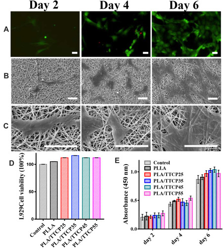 Figure 7 (A) Live/Dead staining of MSCs seeded on scPLA/TTCP45. SEM images of MSCs cultured on scPLA/TTCP45 with 500× magnification (B) and 2000× magnification (C). Scale bars represent 30 μm. (D) In vitro cytotoxicity assay of nanofiber membranes measured by CCK-8 assay. (E) MSCs proliferation on nanofiber membranes measured by CCK-8 assay.