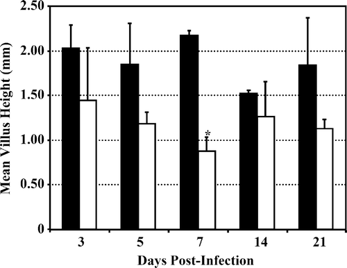 Figure 7.  Mean duodenal villus height of turkey poults infected at 2 days of age with TCoV MG10 (white bars) at various days post infection compared with age-matched uninfected turkey poults (black bars) housed under identical conditions. Error bars represent the standard deviation of the mean villus height for each day; bar marked with an asterisk is significantly different (Student's t test assuming unequal variance, P < 0.05) from the villus height of control poults on the same day.