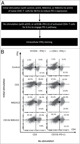 Figure 5. Absence of PD-1 mediated regulation of T cell function in CD28SA- stimulated T cells. (A) Schematic of the protocol used to investigate the functional significance of PD-1 pathway on NIB1412-activated CD4+ T cells. (B) Human PBMCs were stimulated for 48 h with plate-bound anti-CD3 mAb (CD3, 5 μg/ml); NIB1412 (NIB1412, 10 μg/ml); anti-CD3 mAb and NIB1412 (CD3 and NIB1412); control category included cells without any treatment (Control). Cells were then re-stimulated with anti-CD3 only (CD3,1 μg/ml) or with anti-CD3 and 10 μg/ml of rPD-L1 (CD3 and rPD-L1). Cells were harvested and stained with fluorochrome-conjugated anti-CD4 antibody, fixed, permeabilized, stained with fluorochrome-conjugated anti-IFNγ antibody and analyzed by flow cytometry. The CD4+ population is shown in light gray and the CD4− population in dark gray. The percentages of the CD4+ IFNγ+ cells are shown in the upper right quadrant. Results are representative of four independent experiments.