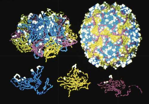 Figure 1. Schematic of the structure of poliovirus capsid proteins, the protomer subunit and the assembled poliovirus. The D-antigen epitope sites that induce protective immunity are highlighted (white). The viral proteins displayed in the bottom panel are VP1 (Blue), VP2 (Yellow), and VP3 (Purple) which combine with the internal VP4 protein (not shown) to create the protomer subunit (top left panel). The assembled poliovirus (top right panel) is a 30 nm icosahedron-shaped particle consisting of 60 subunits and the RNA genome. Figure reproduced from Vaccines 2018, Chapter 48Citation17 with permission from Elsevier.