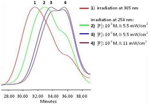 Figure 6. SEC data of APE-PIB-APE-1 recorded by RI detector; after irradiation at 365 nm for 24 h (1), followed by irradiation at 254 nm for 2 h with different precursor polymer concentrations and light intensities: [P]: 10−3 M, I: 5.5 mW/cm2 (2), [P]: 10−4 M, I: 5.5 mW/cm2 (3), [P]: 10−4 M, I: 11 mW/cm2 (4).