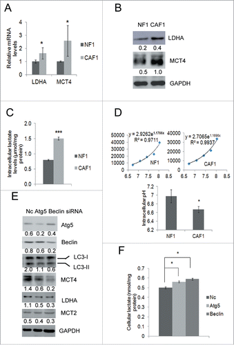 Figure 4. Protein levels of MCT4 and LDHA are downregulated and lactate is accumulated in CAFs when autophagy is inhibited. (A) qRT-PCR analysis of the mRNA levels of LDHA, MCT2 and MCT4 (mean ± SD, n = 3) in NF1 and CAF1 cells. (B) Western blot analysis of the protein levels of LDHA, MCT2 and MCT4 in NF1 and CAF1 cells. The relative intensity of indicated proteins normalized to housekeeping protein was shown at the bottom of each panel. (C) The lactate levels in NF1 and CAF1 cells. Cells cultured in the media without pyruvate for 24 h were lysed and assayed for lactate levels (mean ± SD, n = 3). The lactate levels were normalized to protein concentrations. (D) pHi of NF1 and CAF1 cells. 3 × 104 cells were seeded in 24-well plate overnight, stained with BCECF and lysed with RIPA buffer. The fluorescent signals were read with a fluorometer. The pHi of NF1 and CAF1 cells were calculated by the calibration curves of NF1 and CAF1 cells, respectively (mean ± SD, n = 3). The calibration curves were obtained by permeabilizing cells with nigericin at different pH values. (E) Western blot analysis of the protein levels of MCT4, LDHA and MCT2 in CAF1 cells transfected with the indicated siRNA for 48 h. The relative intensity of indicated proteins normalized to housekeeping protein was shown at the bottom of each panel. (F) The lactate level in CAF1 cells transfected with the indicated siRNA for 48 h (mean ± SD, n = 2). The lactate levels were normalized to protein concentrations. The experiment was repeated twice with similar results.