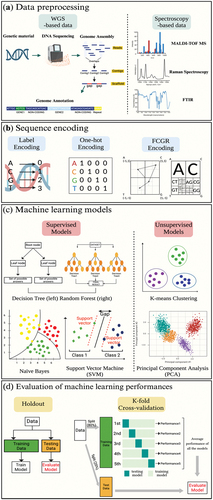 Figure 3. Overview of ML for AMR prediction (a) genome assembly is the process of rebuilding the whole DNA sequence from the short, fragmented sequences. Genome annotation is the act of identifying and elucidating the functionalities of the bacteria. On the other hand, the MALDI-TOF MS, Raman spectroscopy, and FTIR are utilized for preprocessing in the context of spectroscopy-based ML applications. (b) Genome encoding refers to the process of delivering genetic data uniformly so that computers can understand and evaluate it. (c) ML models find underlying patterns of datasets for predicting new, unseen data. (d) Both holdout validation and k-fold cross-validation are crucial strategies for figuring out how well a ML model will perform on new, unseen data.