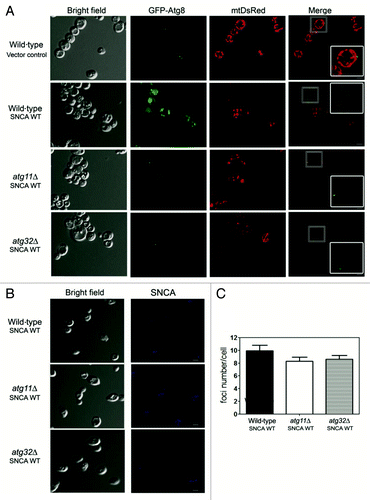 Figure 4. Mitophagy is involved in the SNCA-induced toxicity. Wild-type, atg11Δ and atg32Δ cells expressing, (A) mtDsRed and GFP-Atg8 and (B) SNCA WT were analyzed for mitophagy and autophagy by confocal fluorescence microscopy. SNCA WT was analyzed after incubation with antibody against SNCA as the primary and the Pacific Blue conjugated goat anti-rabbit secondary antibody. Single confocal planes are shown. Scale bars: 5 µm. (C) Foci number was quantified in wild-type, atg11Δ and atg32Δ cells expressing SNCA WT. The error bars represent the standard error of the mean (SEM).