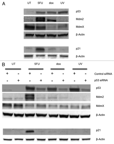 Figure 4. Whole cell extracts from MCF-7 cells treated with drugs and p53 siRNA. (A) MCF-7 cells were treated with 5-fluorouracil (5FU) or doxorubicin (dox) for 12 h or with UV light (UV) then left for 24 h or left untreated (UT). (B) MCF-7 cells were pretreated with 5 nM p53-specific or non-targeting siRNA for 24 h, followed by treatment with drugs or UV as above. Whole cell extracts were prepared using RIPA buffer and 30 μg total protein separated on either 10% polyacrylamide Tris-glycine SDS gels for blots probed for p53, Mdm2, and MdmX or 16.5% polyacrylamide Tris-tricine SDS gels for blots probed for p21 as described in the Materials and Methods section. The proteins were transferred to nitrocellulose and then probed for the indicated proteins as described in the Materials and Methods section. The results indicate that the p53 protein is required for the accumulation of both Mdm2 and p21 following drug treatment but not for changes in the MdmX protein.