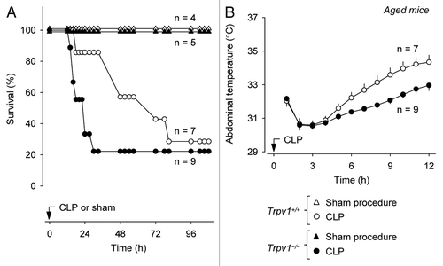 Figure 4 Compared with their age-matched wild-type littermates, middle-aged Trpv1−/− mice have a shorter survival time (A) and a slower Tb recovery (B) during CLP-induced sepsis.