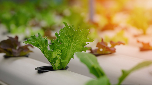 Learn how to create opportunities for young people from low-income, ethnically diverse communities to learn about growing food, doing science, and how science can help them contribute to their community in positive ways. The authors developed a program that integrates hydroponics (a method of growing plants indoors without soil) into both in-school and out-of-school educational settings.