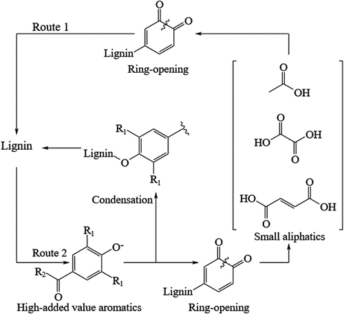 Figure 7. The reaction mechanism of Pt catalyst catalytic cracking lignin [Citation92].