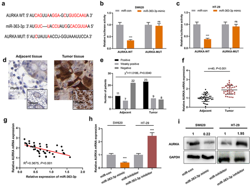 Figure 3. AURKA was the target of miR-363-3p A. Bioinformatics analysis (http://starbase.sysu.edu.cn/) was used to predict the binding sequence between miR-363-3p and AURKA 3’-UTR. B-C. Luciferase activities in SW620 and HT-29 cells co-transfected with AURKA-WT or AURKA-MUT and miR-con (50 nM) or miR-363-3p mimic (50 nM) were assessed utilizing dual-luciferase reporter gene experiment. D. IHC was used to detect AURKA expression in 40 cases of CRC tissues (Tumor group) and normal tissues adjacent to cancer (Adjacent group). Chi-square test was used to analyze the positive, weakly positive, and negative staining of AURKA in tumor tissues and adjacent tissues of 40 CRC patients. F. qRT-PCR was used to detect the relative expression of AURKA mRNA in 40 cases of CRC tissues (Tumor group) and adjacent normal tissues (Adjacent group), with GAPDH and PPIA as the internal controls. G. Pearson correlation analysis was used to detect the correlation between miR-363-3p and AURKA mRNA expressions in tumor tissues of 40 CRC patients. H-I. The relative expressions of AURKA mRNA and protein in SW620 cells transfected with 50 nM of miR-363-3p mimic (or 50 nM of miR-con) and HT-29 cells transfected with 50 nM of miR-363-3p inhibitor (or 50 nM of miR-inhibitor) were detected by qRT-PCR and Western blot. Error bars represented the mean ± SD of at least three independent experiments. Compared with the miR-con or miR-inhibitor group, *P< 0.05, ***P< 0.001, and ns: P> 0.05.