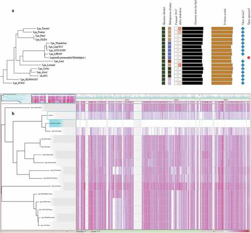 Figure 2. A) Zoomed in Phylogenomic tree of L.pneumophila clinical isolate (Alaw1_cl_ps) and 15 L. pneumophila reference genomes and subspecies delineation based on the GBDP phylogenetic analyses retrieved from the TYGS website. the dark green squares showed ALAW1 clustered together with the two reference genomes Alcoy 2300/99 and Corby. The branch lengths are scaled in terms of GBDP distance formula d4 (the whole phylogenomic tree of Legionella species and subspecies in supplementary materials (Figure S2). B) Gingr visualization of 15 L. pneumophila reference genomes and L.pneumophila clinical isolate aligned with Parsnp. The leaves of the reconstructed phylogenetic tree (left) are paired with their corresponding rows in the multi-alignment. L. pneumophila str. Alcoy 2300/99 is the reference genome. The constructed tree share 72% of the core genome. The gray region isn’t a part of core genome. The white region is a part of core genome but no SNPs accumulation. The heatmap on the button of the figure indicates more reddish meaning more SNPs accumulation..