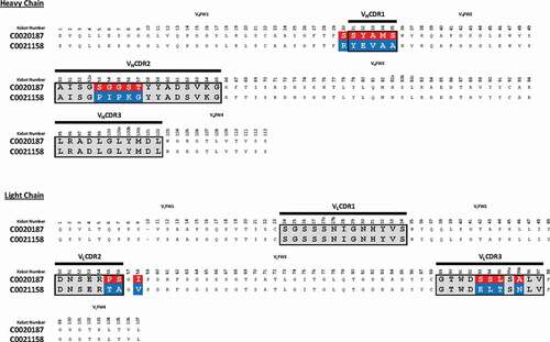 Figure 4. Amino acid sequence alignment of C0020187 and C0021158. Complementary-determining regions (CDRs) are delineated by black lines. Amino acid differences between the parent clone C0020187 and the affinity matured lead C0021158 are highlighted in white text on a red and blue background, respectively. All residues numbered according to Kabat.Citation26 All the CDR residue substitutions are non-conservative.