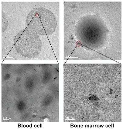 Figure 4 Transmission electron microscopy figures for gold nanoparticles in bone marrow and blood cells 14 days after oral administration at 2200 μg/kg.