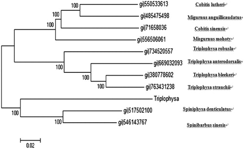 Figure 1. The phylogenetic tree of T. tibetana in this study and other 10 species of Cypriniformes, which have reported mitogenome sequence.