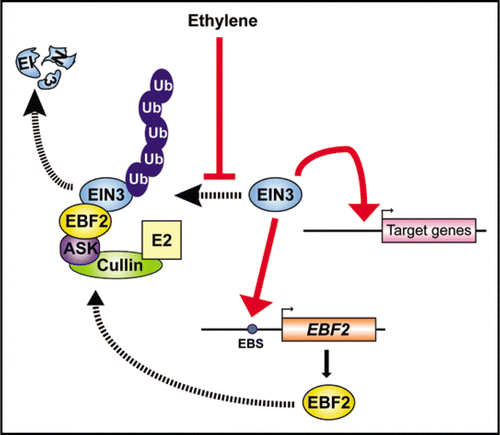 Figure 1 A model of the feedback regulation loop mediated by EIN3 and EBF2 in ethylene signaling. EIN3 is ubiquitinated by the SCFEBF complex and then degraded by the 26S proteasome. Ethylene represses this degradation pathway and the resulting accumulation of EIN3 activates the transcription of target genes. Simultaneously, EIN3 binds and activates the EBF2 promoter. EBF2 is recruited into an SCF complex (SCFEBF2) that promotes the ubiquitination and 26S proteasome-mediated degradation of EIN3.