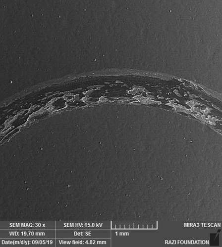Figure 5d. Worn surface of multilayer Ni-Fe coating after sliding distance of 30 m (sample with 20% duty cycle).