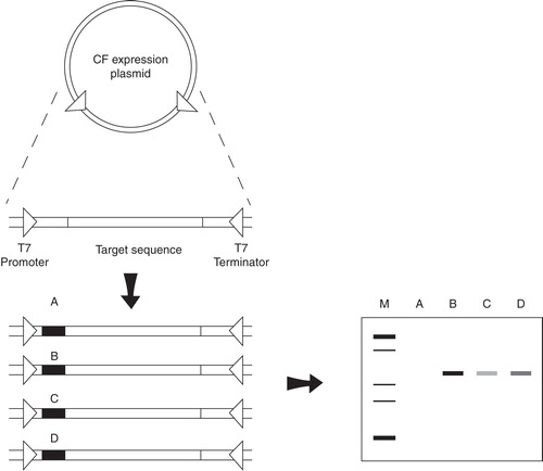 Figure 2. Tag variation strategy for the optimization of CF expression efficiencies. A set of linear templates containing the MP coding sequence and short N-terminal expression tags (A–D) is generated by overlap PCR and subsequently screened for their CF expression efficiencies. The template having the most efficient expression tag (B) is then used for further preparative scale MP production (Haberstock et al. Citation2012).