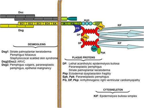 Figure 2. Molecular constituents of the desmosome, their structure and binding partners. Genetic, infectious, autoimmune and neoplastic diseases targeting desmosomal proteins are reported in the lower part of the panel. EC, extracellular; Dsg, desmogleins; Dsc, desmocollins; PG, plakoglobin; DP, desmoplakin; Pkp, plakophilin; Epk, envoplakin; Ppk, periplakin; KIF, keratin intermediate filaments.