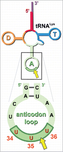 Figure 2. MazF-mt9 cleaves tRNALys in its anticodon stem loop. The site of cleavage is within the red UUU anticodon (5′UU↓U3′, yellow arrow). The sequence shown is identical between E. coli and Mtb. In the full length tRNA image above the boxed sequence, the D-arm is highlighted orange, the anticodon arm in light green, the anticodon in dark green, the T-arm in blue. Numbering in the anticodon indicates mature tRNA nucleotide position.