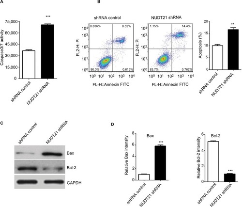 Figure 4 K562 cell apoptosis upon knockdown of NUDT21.Notes: (A) The activities of Caspase3/7 were determined by Caspase-Glo 3/7 assays in K562 cells (1.5×104) after transfection of shRNA control or NUDT21 shRNA. (B) The percentage of annexin V-positive revealed apoptosis. Percentages of cells undergoing apoptosis in different groups are shown. (C and D) Bax and Bcl-2 protein were determined by Western blot analysis in K562 cells after transfection of shRNA control or NUDT21 shRNA. Data are expressed as mean ± SD for duplicate experiments. **P<0.01; ***P<0.001.Abbreviation: PI, propidium iodide.