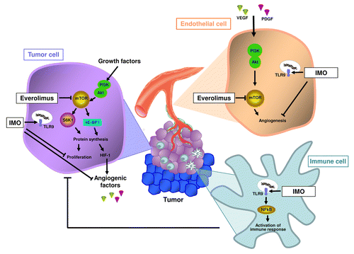 Figure 1. Effects of immunomodulatory oligonucleotides and everolimus on neoplastic lesions. Mechanisms of action of immunomodulatory oligonucleotides (IMOs) and the mTOR inhibitor everolimus on different cell populations of the tumor microenvironment, including malignant, endothelial as well as immune cells.