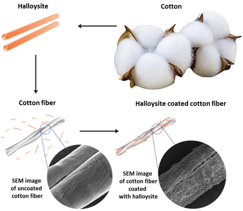 Scheme 5. Alternating coating of cotton with PEI/HNT, and SEM images of untreated and treated cotton microfibers.