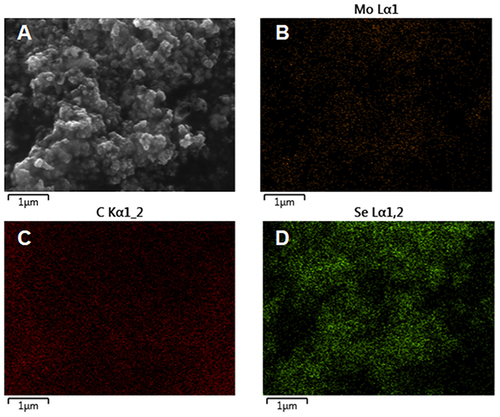 Figure 2 (A) SEM image, (B–D) energy-dispersive spectrometer (EDS) element mapping images of MEC.